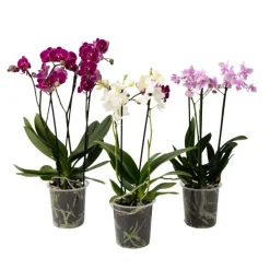 Plant in a Box Vlinderorchidee - Mix van 3 - Phalaenopsis Multiflora - Hoogte 35-45cm - ⌀12cm