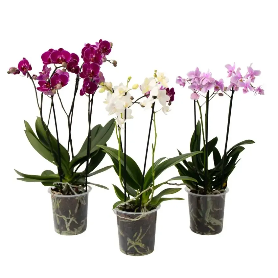 Plant in a Box Vlinderorchidee - Mix van 3 - Phalaenopsis Multiflora - Hoogte 35-45cm - ⌀12cm