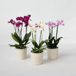 Plant in a Box Vlinderorchidee - Mix van 3 - Phalaenopsis Multiflora - Hoogte 35-45cm - ⌀12cm