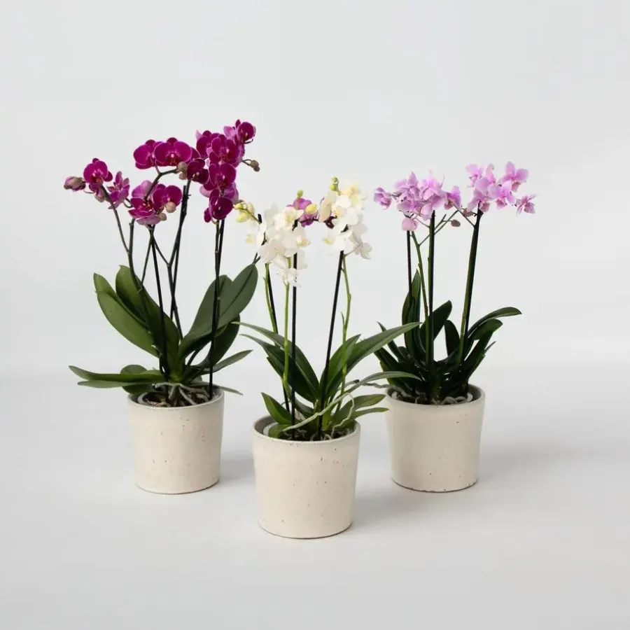 Plant in a Box Vlinderorchidee - Mix van 3 - Phalaenopsis Multiflora - Hoogte 35-45cm - ⌀12cm