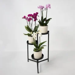 Plant in a Box Vlinderorchidee - Mix van 3 - Phalaenopsis Multiflora - Hoogte 35-45cm - ⌀12cm