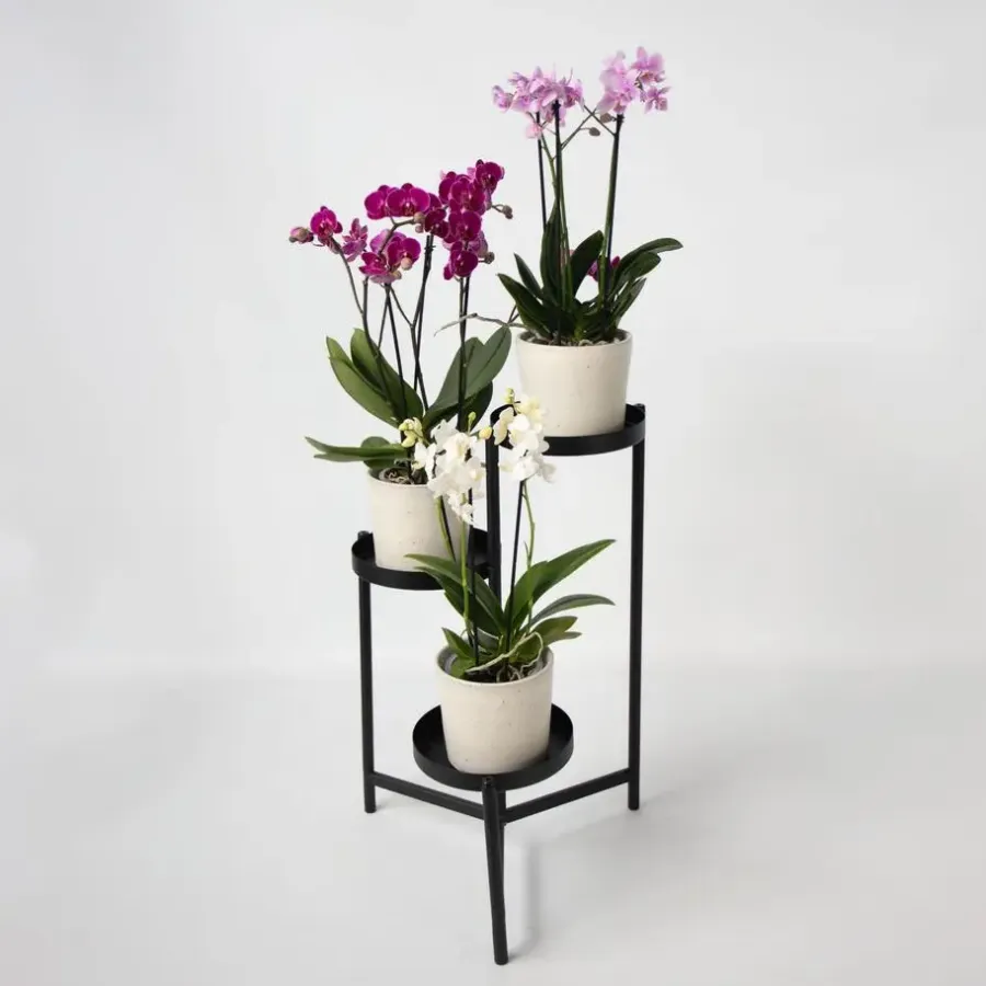 Plant in a Box Vlinderorchidee - Mix van 3 - Phalaenopsis Multiflora - Hoogte 35-45cm - ⌀12cm