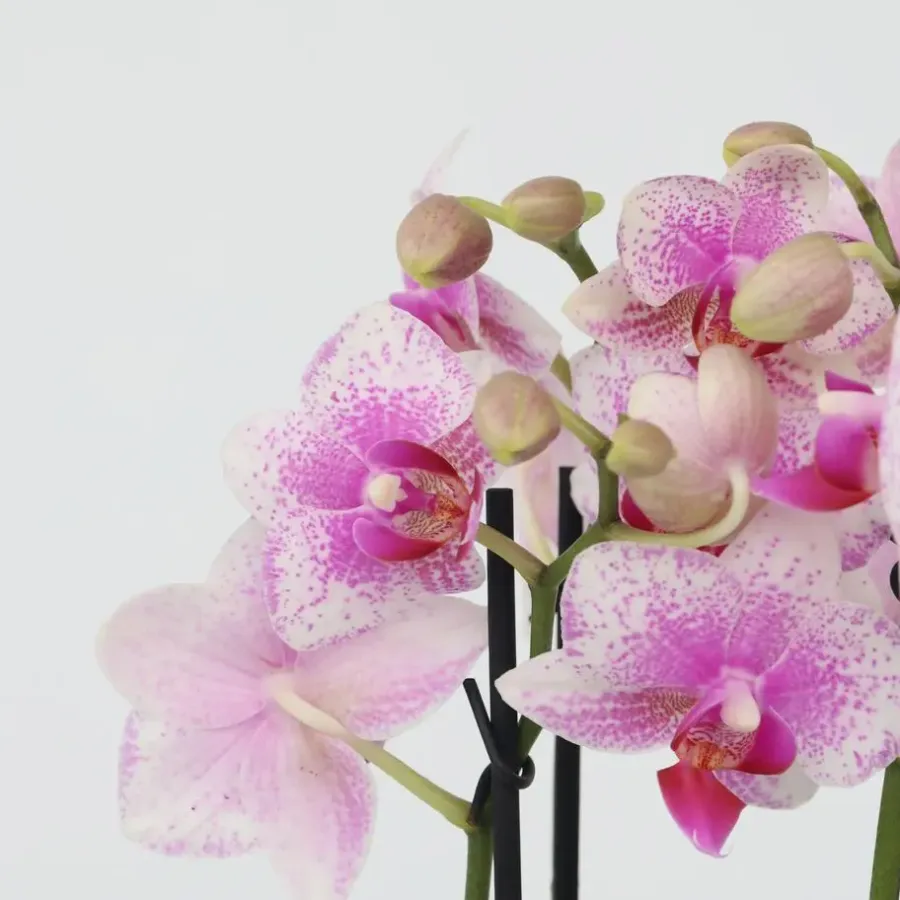 Plant in a Box Vlinderorchidee - Mix van 3 - Phalaenopsis Multiflora - Hoogte 35-45cm - ⌀12cm