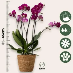 Plant in a Box Vlinderorchidee - Mix van 3 - Phalaenopsis Multiflora - Hoogte 35-45cm - ⌀12cm