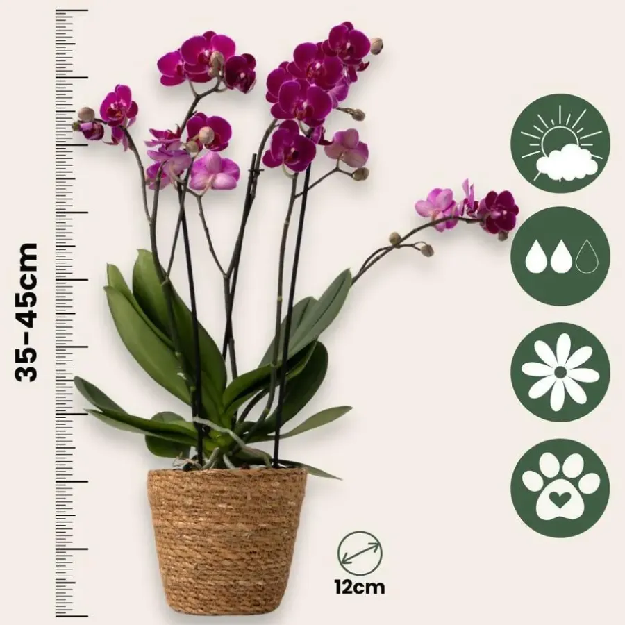 Plant in a Box Vlinderorchidee - Mix van 3 - Phalaenopsis Multiflora - Hoogte 35-45cm - ⌀12cm