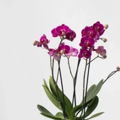 Plant in a Box Vlinderorchidee - Mix van 3 - Phalaenopsis Multiflora - Hoogte 35-45cm - ⌀12cm