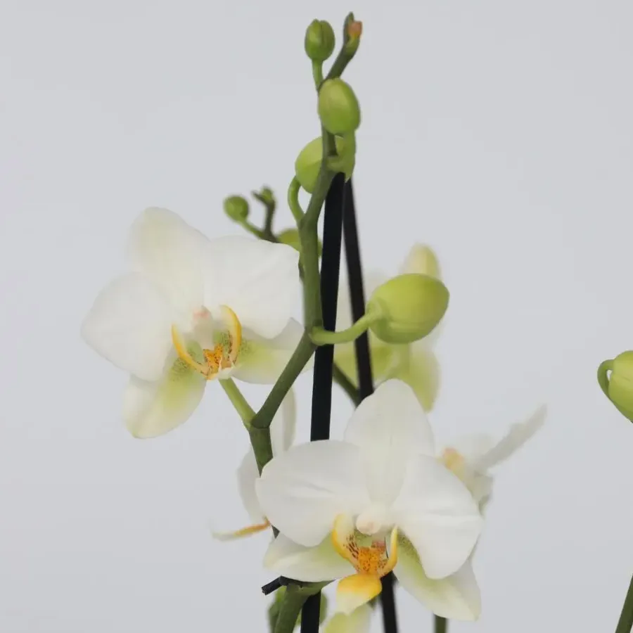 Plant in a Box Vlinderorchidee - Mix van 3 - Phalaenopsis Multiflora - Hoogte 35-45cm - ⌀12cm