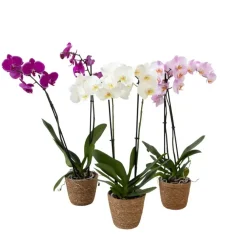 Kamerplanten-Plant in a Box Vlinderorchidee - Mix van 3 - Phalaenopsis in deco mand - Hoogte 50-60cm - ⌀12cm