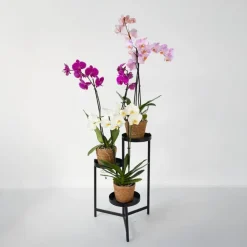 Kamerplanten-Plant in a Box Vlinderorchidee - Mix van 3 - Phalaenopsis in deco mand - Hoogte 50-60cm - ⌀12cm