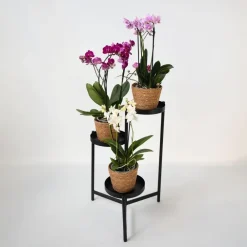 Plant in a Box Vlinderorchidee - x3 - Phalaenopsis Multiflora in mand - Hoogte 35-45cm - ⌀12cm