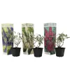 Planten|Tuinplanten-Plant in a Box Vlinderstruik - Set van 3 - Buddleja davidii - Hoogte 25-40cm - ⌀9cm