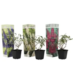 Planten|Tuinplanten-Plant in a Box Vlinderstruik - Set van 3 - Buddleja davidii - Hoogte 25-40cm - ⌀9cm