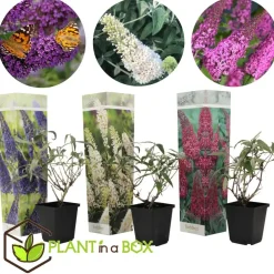 Planten|Tuinplanten-Plant in a Box Vlinderstruik - Set van 3 - Buddleja davidii - Hoogte 25-40cm - ⌀9cm