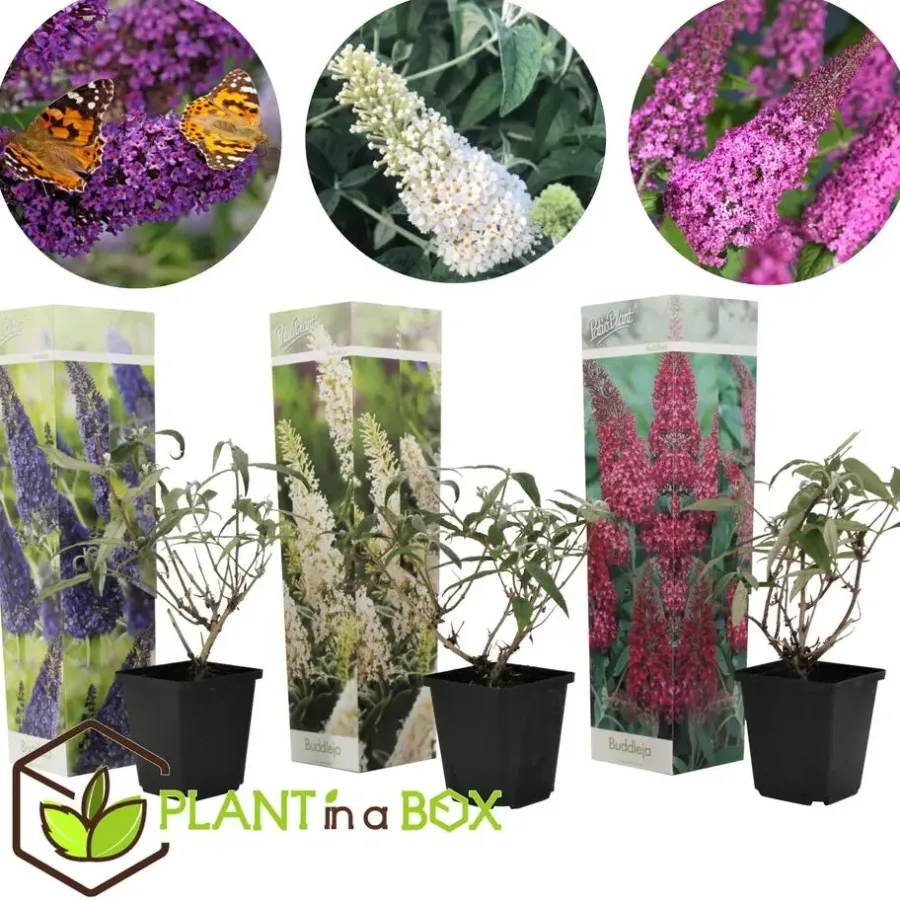 Planten|Tuinplanten-Plant in a Box Vlinderstruik - Set van 3 - Buddleja davidii - Hoogte 25-40cm - ⌀9cm
