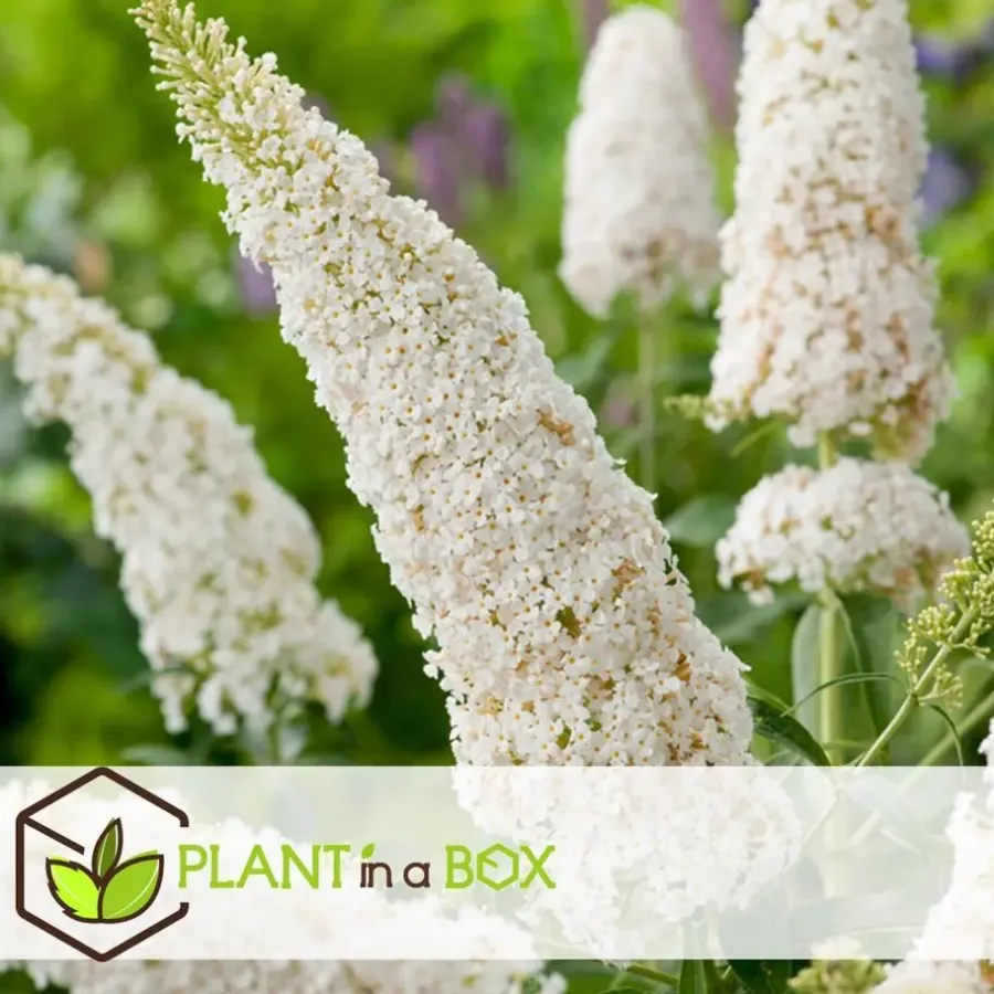 Planten|Tuinplanten-Plant in a Box Vlinderstruik - Set van 3 - Buddleja davidii - Hoogte 25-40cm - ⌀9cm