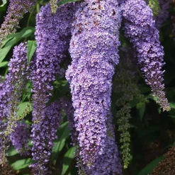 Planten|Tuinplanten-Plant in a Box Vlinderstruik - Set van 3 - Buddleja davidii - Hoogte 25-40cm - ⌀9cm
