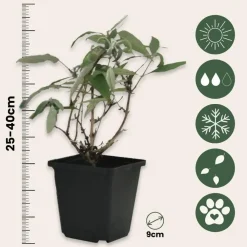 Planten|Tuinplanten-Plant in a Box Vlinderstruik - Set van 3 - Buddleja davidii - Hoogte 25-40cm - ⌀9cm