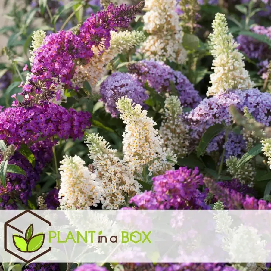 Planten|Tuinplanten-Plant in a Box Vlinderstruik - Set van 3 - Buddleja davidii - Hoogte 25-40cm - ⌀9cm