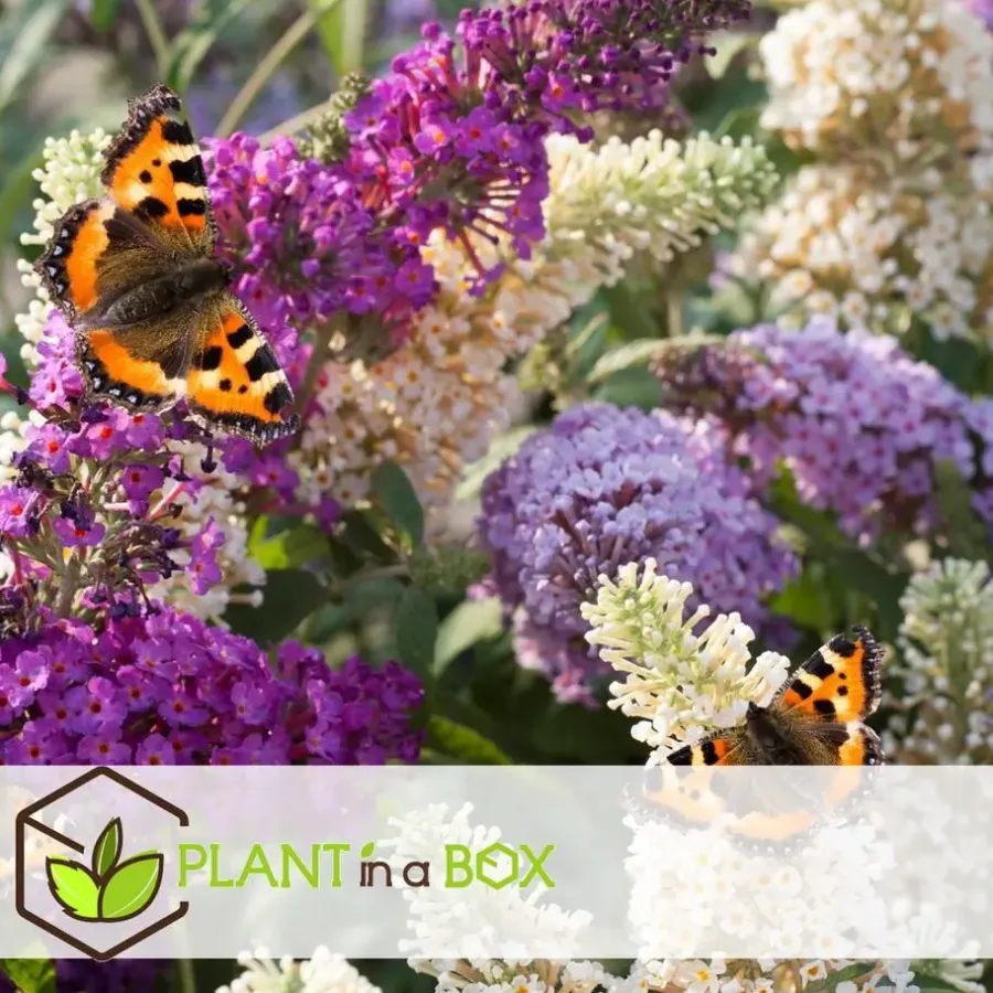 Planten|Tuinplanten-Plant in a Box Vlinderstruik - Set van 3 - Buddleja davidii - Hoogte 25-40cm - ⌀9cm