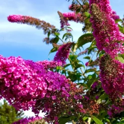 Planten|Tuinplanten-Plant in a Box Vlinderstruik - Set van 3 - Buddleja davidii - Hoogte 25-40cm - ⌀9cm