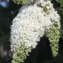 Planten|Tuinplanten-Plant in a Box Vlinderstruik - Set van 3 - Buddleja davidii - Hoogte 25-40cm - ⌀9cm