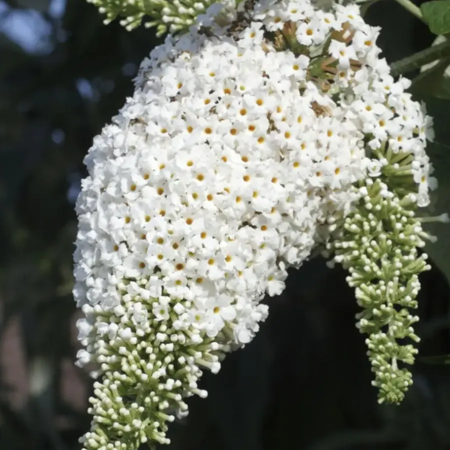 Planten|Tuinplanten-Plant in a Box Vlinderstruik - Set van 3 - Buddleja davidii - Hoogte 25-40cm - ⌀9cm