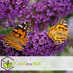 Plant in a Box Vlinderstruik - Set van 6 - Buddleja davidii - Hoogte 25-40cm - ⌀9cm