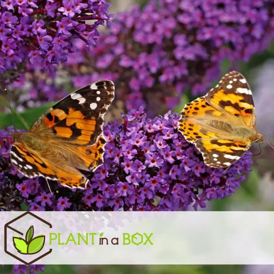 Plant in a Box Vlinderstruik - Set van 6 - Buddleja davidii - Hoogte 25-40cm - ⌀9cm
