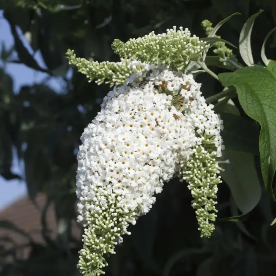 Plant in a Box Vlinderstruik - Set van 6 - Buddleja davidii - Hoogte 25-40cm - ⌀9cm