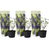Plant in a Box Vlinderstruik - Set van 3 - Buddleja 'Nanho Blue' - Hoogte 25-40cm - ⌀9cm