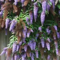 Plant in a Box Vlinderstruik - Set van 3 - Buddleja 'Nanho Blue' - Hoogte 25-40cm - ⌀9cm