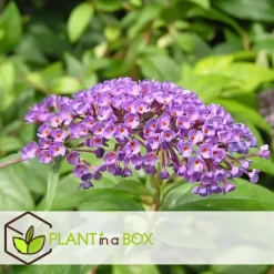 Plant in a Box Vlinderstruik - Set van 3 - Buddleja 'Nanho Blue' - Hoogte 25-40cm - ⌀9cm