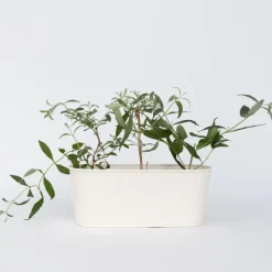 Plant in a Box Vlinderstruik - Set van 3 - Buddleja 'Pink Delight' - Hoogte 25-40cm - ⌀9cm