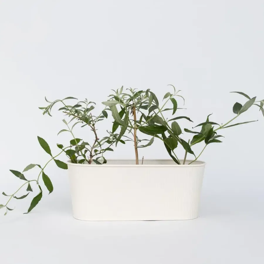 Plant in a Box Vlinderstruik - Set van 3 - Buddleja 'Pink Delight' - Hoogte 25-40cm - ⌀9cm