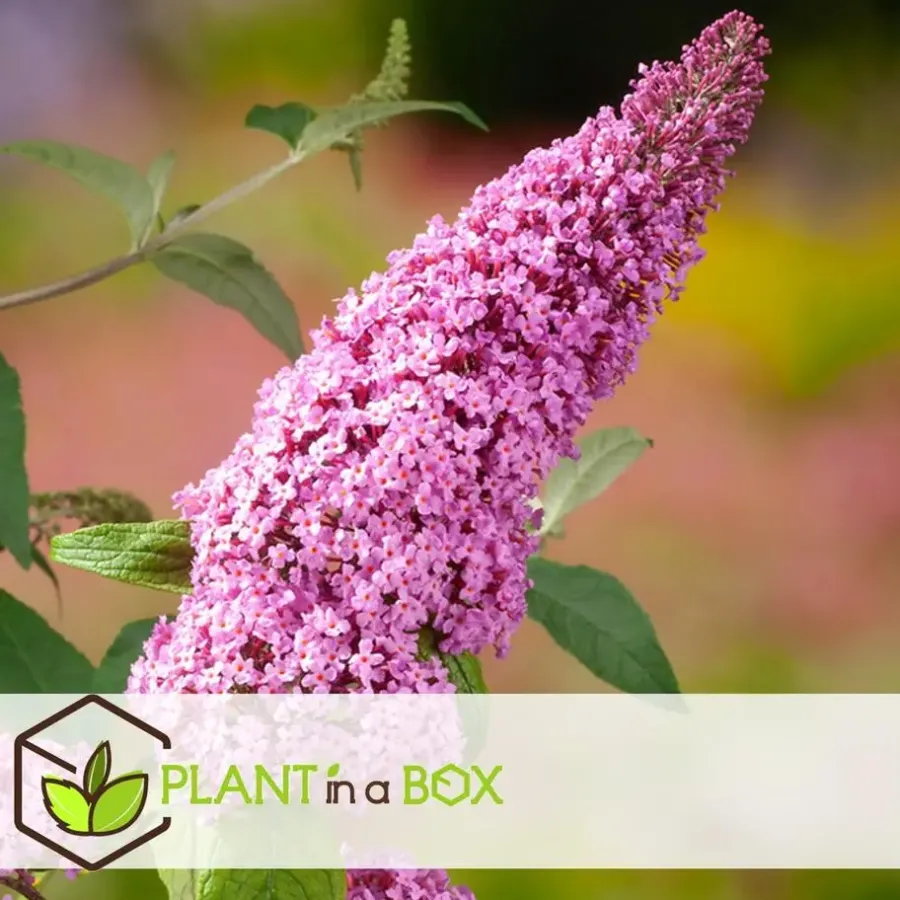 Plant in a Box Vlinderstruik - Set van 3 - Buddleja 'Pink Delight' - Hoogte 25-40cm - ⌀9cm