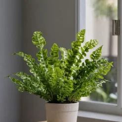 Plant in a Box Vogelnestvaren - Asplenium nidus 'Crispy Wave' - Hoogte 25-40cm - ⌀12cm