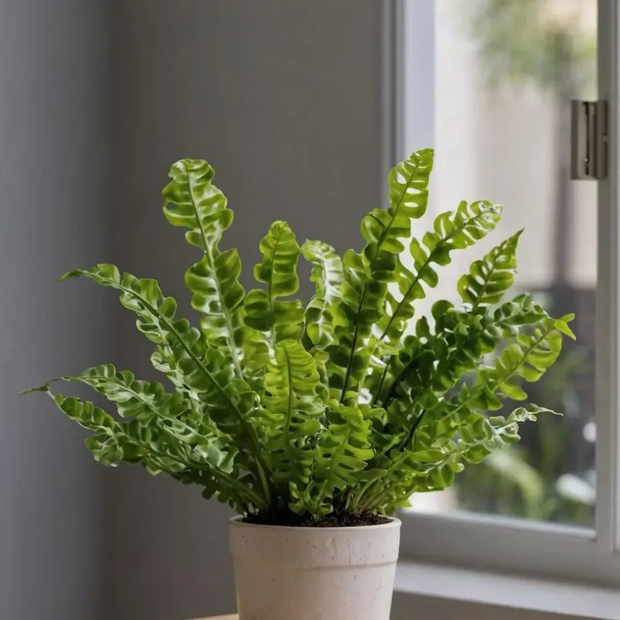 Plant in a Box Vogelnestvaren - Asplenium nidus 'Crispy Wave' - Hoogte 25-40cm - ⌀12cm