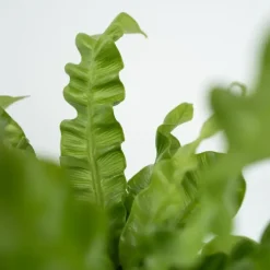 Plant in a Box Vogelnestvaren - Asplenium nidus 'Crispy Wave' - Hoogte 25-40cm - ⌀12cm