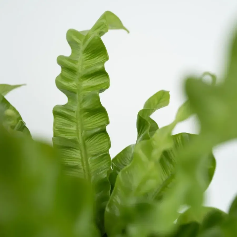 Plant in a Box Vogelnestvaren - Asplenium nidus 'Crispy Wave' - Hoogte 25-40cm - ⌀12cm