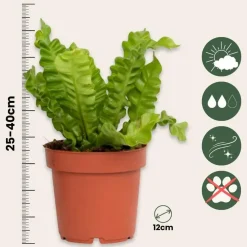 Plant in a Box Vogelnestvaren - Asplenium nidus 'Crispy Wave' - Hoogte 25-40cm - ⌀12cm