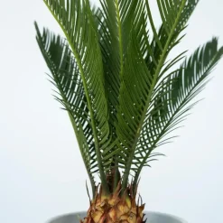 Plant in a Box Vredespalm - Cycas revoluta - Hoogte 45-60cm - ⌀15cm