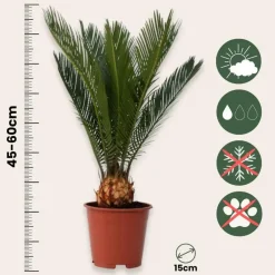 Plant in a Box Vredespalm - Cycas revoluta - Hoogte 45-60cm - ⌀15cm