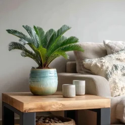 Plant in a Box Vredespalm - Cycas revoluta - Hoogte 45-60cm - ⌀15cm