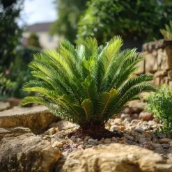 Plant in a Box Vredespalm - Cycas revoluta - Hoogte 45-60cm - ⌀15cm