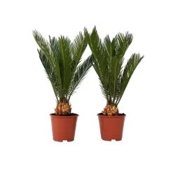 Bomen|Planten-Plant in a Box Vredespalm - Set van 2 - Cycas revoluta - Hoogte 45-60cm - ⌀15cm