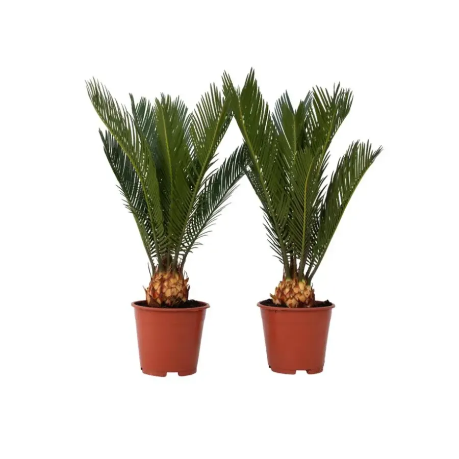Bomen|Planten-Plant in a Box Vredespalm - Set van 2 - Cycas revoluta - Hoogte 45-60cm - ⌀15cm