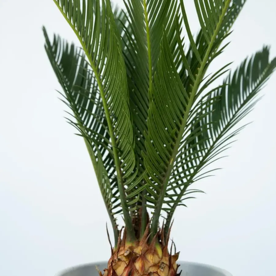 Bomen|Planten-Plant in a Box Vredespalm - Set van 2 - Cycas revoluta - Hoogte 45-60cm - ⌀15cm