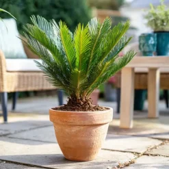 Bomen|Planten-Plant in a Box Vredespalm - Set van 2 - Cycas revoluta - Hoogte 45-60cm - ⌀15cm