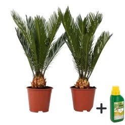 Plant in a Box Vredespalm met voeding - Set van 2 - Cycas revoluta - Hoogte 45-60cm - ⌀15cm