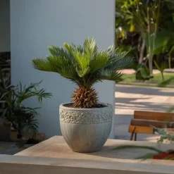Plant in a Box Vredespalm met voeding - Set van 2 - Cycas revoluta - Hoogte 45-60cm - ⌀15cm